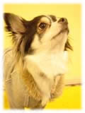 Chihuahua画像104