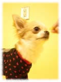 Chihuahua画像105