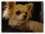 Chihuahua画像133