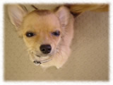 Chihuahua画像25