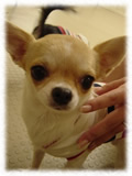 Chihuahua画像48