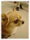 Chihuahua画像95