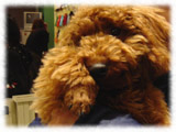 Toy Poodle画像123