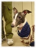 Italian Grey Hound画像14