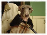 Italian Grey Hound画像6