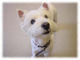 West Highland Terrier画像4