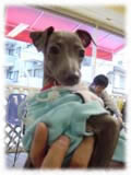 Italian Grey Hound画像9