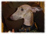 Italian Grey Hound画像11