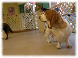 Basset Hound画像2