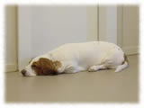 Basset Hound画像3