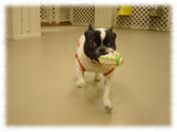 French Bulldog画像12