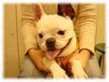 French Bulldog画像12