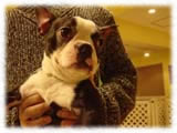 Boston Terrier画像2