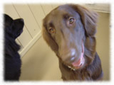 Flat-Coated Retriever画像8