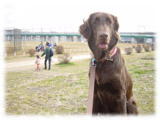 Flat-Coated Retriever画像9