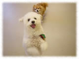 Bichon Frise画像1