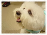 Bichon Frise画像2