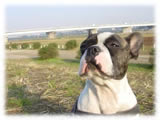 French Bulldog画像3