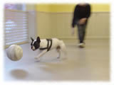 French Bulldog画像5