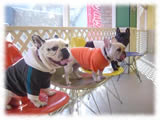 French Bulldog画像6