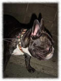 French Bulldog画像11