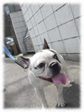 French Bulldog画像12