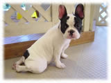 French Bulldog画像14