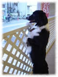 Border Collie画像2