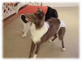 Border Collie画像4