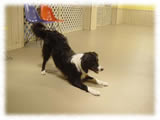 Border Collie画像6