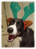 Border Collie画像8