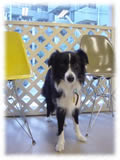 Border Collie画像10