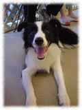 Border Collie画像11