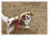 Cavalier KIng Charles Spaniel画像13