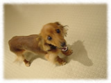 Kaninchen Dachshund画像13