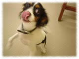 Cavalier KIng Charles Spaniel画像1