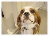 Cavalier KIng Charles Spaniel画像2