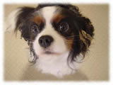 Cavalier KIng Charles Spaniel画像4