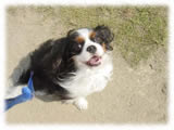 Cavalier KIng Charles Spaniel画像5