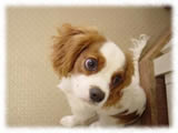 Cavalier KIng Charles Spaniel画像6