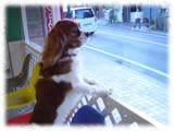 Cavalier KIng Charles Spaniel画像6