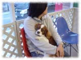 Cavalier KIng Charles Spaniel画像7