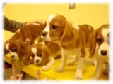 Cavalier KIng Charles Spaniel画像9