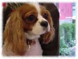 Cavalier KIng Charles Spaniel画像10