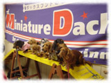 Miniature Dachshund画像80