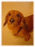 Miniature Dachshund画像4