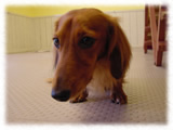 Miniature Dachshund画像20