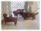 Miniature Dachshund画像21