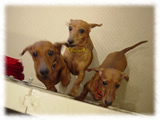 Miniature Dachshund画像27