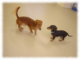 Miniature Dachshund画像37